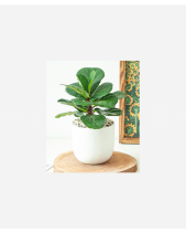 Tuổi Dê Boho - belovedbeyond.com