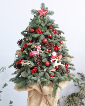 Thông Noel - belovedbeyond.com