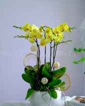 Lan Hồ Điệp - belovedbeyond.com