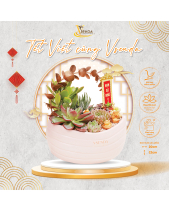 Tân Niên_Tiểu Cảnh Sen Đá Quà Tết_Vsenda - belovedbeyond.com