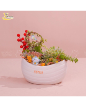 Phú Quý_Tiểu Cảnh Sen Đá Quà Tết_Vsenda - belovedbeyond.com