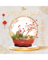 Ngự Long_Tiểu Cảnh Sen Đá Quà Tết_Vsenda - belovedbeyond.com