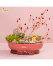 Ngự Long_Tiểu Cảnh Sen Đá Quà Tết_Vsenda - belovedbeyond.com