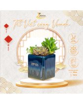 Tỏa Sáng_Tiểu Cảnh Sen Đá Quà Tết_Vsenda - belovedbeyond.com