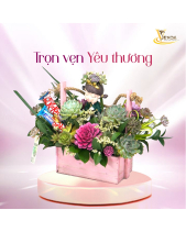 Ngọt Ngào_Hoa Sen Đá Phù Hợp Làm Quà Tặng_Vsenda - belovedbeyond.com