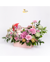 Tốt Nghiệp_Hoa Sen Đá Phù Hợp Làm Quà Tặng_Vsenda - belovedbeyond.com