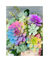 Cô Nàng Lollipo_Giỏ Hoa Sen Đá Làm Quà Tặng - belovedbeyond.com