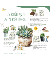 Cô Bé Rực Rỡ_Giỏ Hoa Sen Đá Làm Quà Tặng_Vsenda - belovedbeyond.com