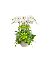 Chậu Hồ Điệp 15 Cành 02 - belovedbeyond.com