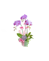 Sắc Xuân - belovedbeyond.com