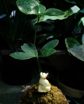 Kokedama Thiên Tuế Mexico - belovedbeyond.com