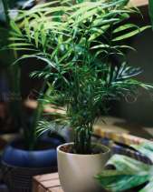 Cau Tiểu Trâm - Chậu Mochi (Trắng/Đen) - belovedbeyond.com