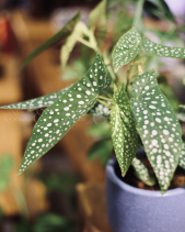 Begonia White Ice - Chậu Men Sôi Xanh - belovedbeyond.com