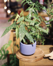 Begonia White Ice - Chậu Men Sôi Xanh - belovedbeyond.com