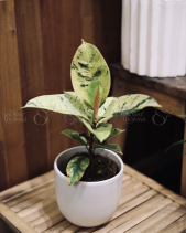 Đa Var - Chậu Mochi Trắng - belovedbeyond.com