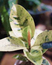 Đa Var - Chậu Mochi Trắng - belovedbeyond.com