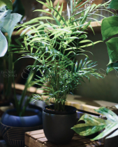 Cau Tiểu Trâm - Chậu Mochi (Trắng/Đen) - belovedbeyond.com