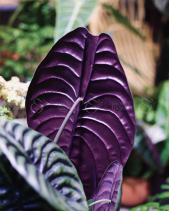 Alocasia Cuprea - Chậu Zen Mặt Người - belovedbeyond.com