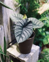 Alocasia Nebula - Chậu Ly - belovedbeyond.com