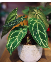 Anthurium Crystal Hope - Chậu Atlantis - belovedbeyond.com