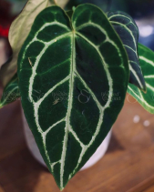 Anthurium Crystal Hope - Chậu Atlantis - belovedbeyond.com