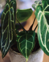 Anthurium Crystal Hope - Chậu Atlantis - belovedbeyond.com