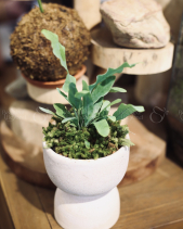 Dương Sỉ Bạc - Chậu Ly - belovedbeyond.com