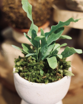 Dương Sỉ Bạc - Chậu Ly - belovedbeyond.com