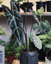 Cây Alocasia Longiloba - Chậu Mặt Người Đen - belovedbeyond.com