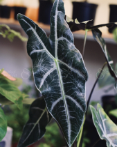 Cây Alocasia Longiloba - Chậu Mặt Người Đen - belovedbeyond.com