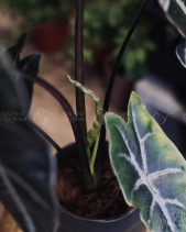 Cây Alocasia Longiloba - Chậu Mặt Người Đen - belovedbeyond.com