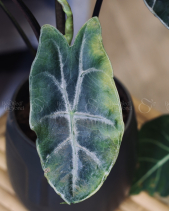 Cây Alocasia Longiloba - Chậu Mặt Người Đen - belovedbeyond.com