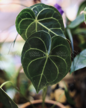 Cây Anthurium Clarinervium - Chậu Đất Nung Basic - belovedbeyond.com