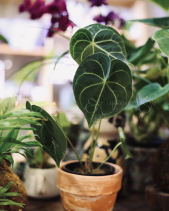 Cây Anthurium Clarinervium - Chậu Đất Nung Basic - belovedbeyond.com