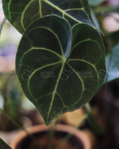 Cây Anthurium Clarinervium - Chậu Đất Nung Basic - belovedbeyond.com