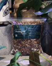 Đất Trồng Cây Kiểng Lá - belovedbeyond.com