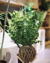 Kokedama Tổ Yến - belovedbeyond.com