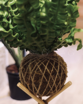 Kokedama Tổ Yến - belovedbeyond.com