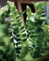 Kokedama Tổ Yến - belovedbeyond.com