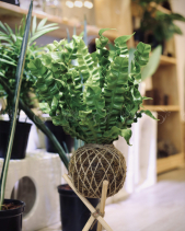 Kokedama Tổ Yến - belovedbeyond.com