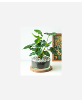 Vườn Hè - belovedbeyond.com