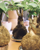 Kokedama Kim Ngân - belovedbeyond.com