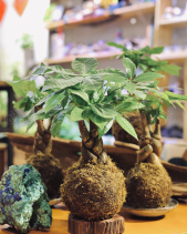 Kokedama Kim Ngân - belovedbeyond.com