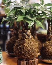 Kokedama Kim Ngân - belovedbeyond.com
