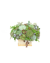 Hoa Sen Đá 5 - belovedbeyond.com