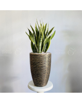 Lưỡi Hổ Lớn Chậu Vân Vàng - belovedbeyond.com