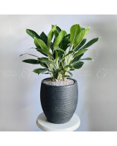 Bạch Mã Chậu Đá Xám - belovedbeyond.com