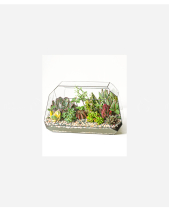 Terrarium Trong Lành - belovedbeyond.com