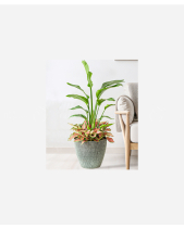 Hồng Môn Mix - belovedbeyond.com