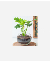 Trầu Bà Thanh Xuân Mini - belovedbeyond.com